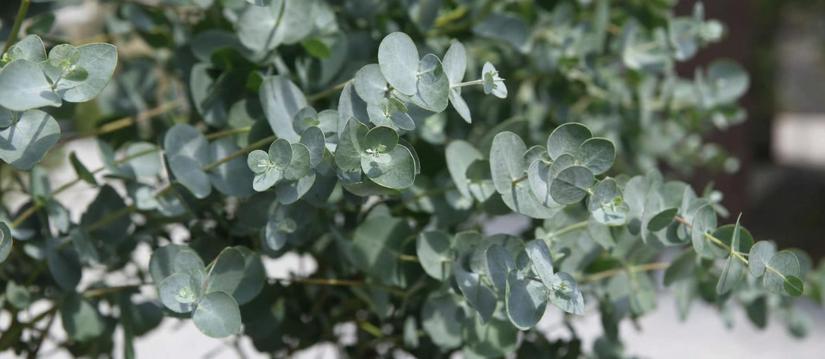 Snoeien de Eucalyptus (Eucalyptus gunni)