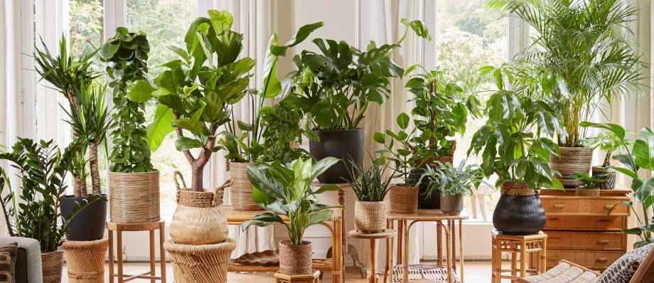 bird nest snake plant Sansevieria hahnii 4in Birds Nest Assorted snake plant
