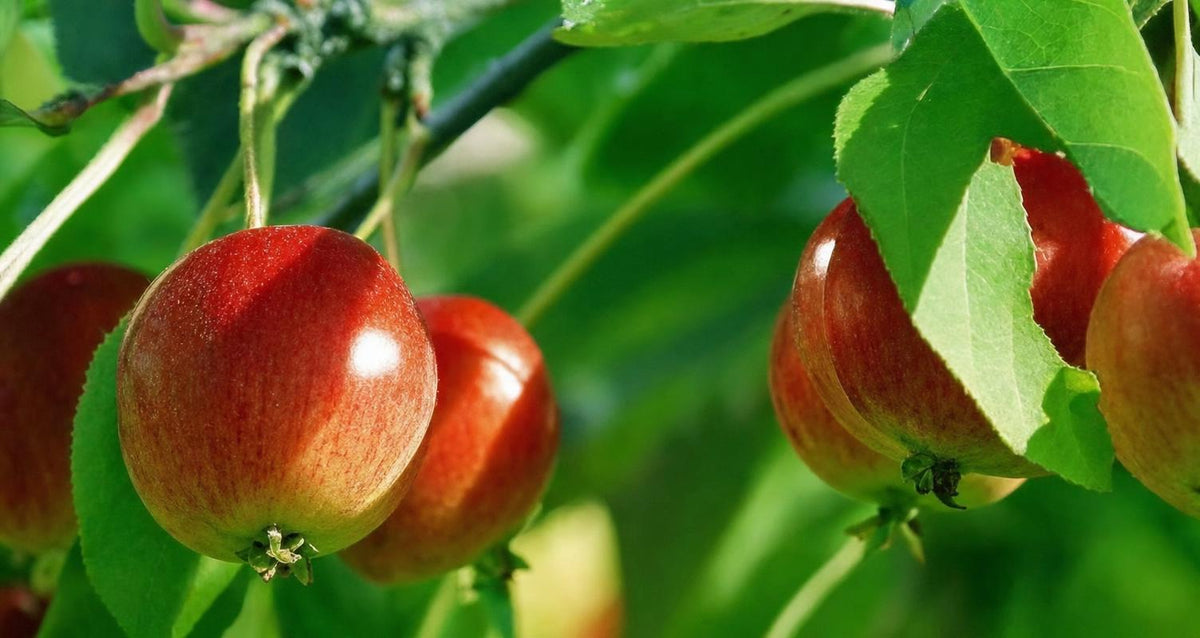 Snoeien de sierappel boom