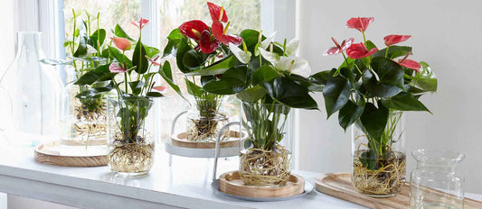 Anthurium op water: zo do je dat!