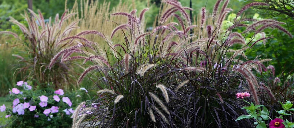 Siergrassen bepalen de sfeer van jouw tuin