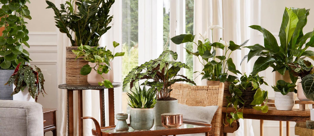Aan de slag met je interieur? Vergeet deze 8 kamerplantentrends niet