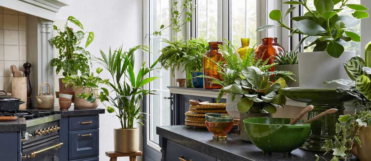 Plantensets die jouw kamer in één keer groen kleuren
