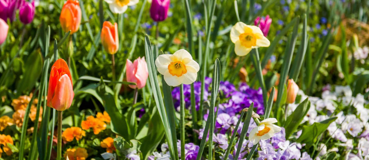 Maak je tuin klaar voor de lente!