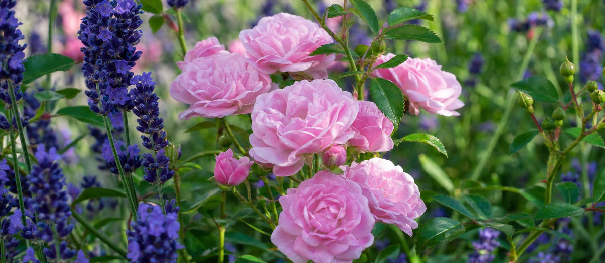 Rozen biologisch beschermen