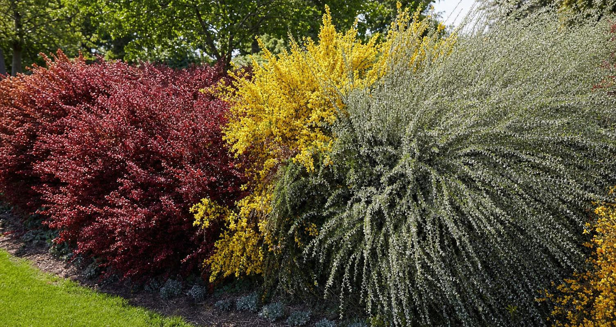 Snoeien de brem (Cytisus praecox)