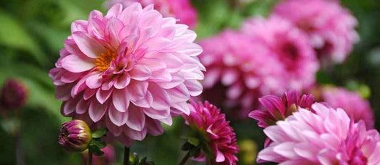 Biologische planten en bloembollen