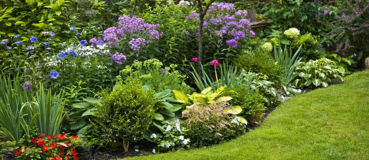 Top 10 vaste planten