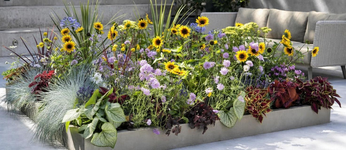 Borderpakketten: een kant-en-klare kleurrijke tuin