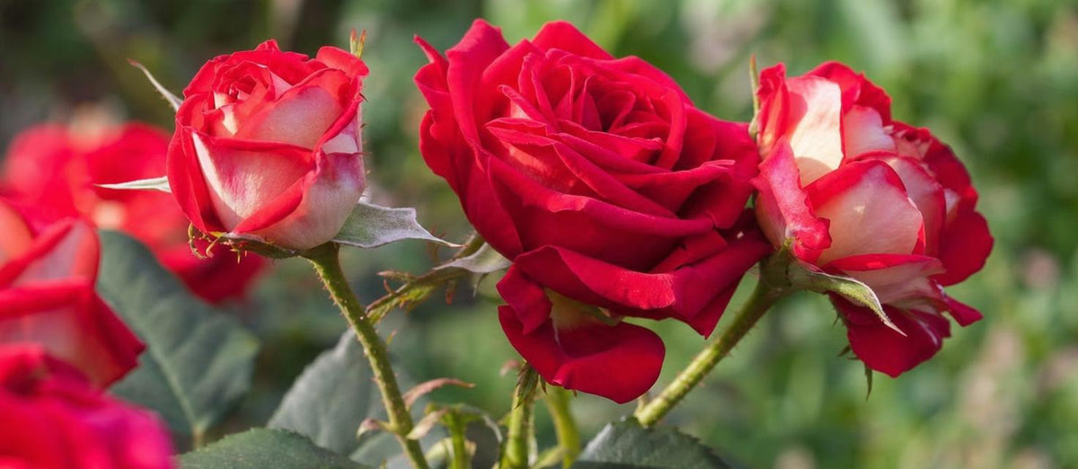 Rozen planten: hoe en wanneer?