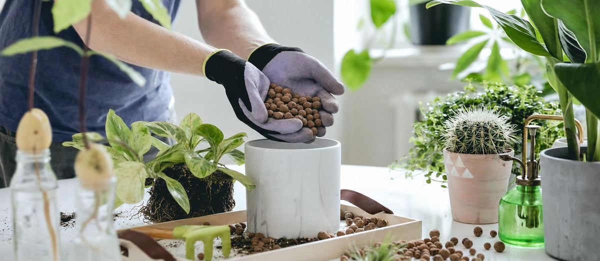 Hoe je jouw kamerplanten het beste kunt verzorgen