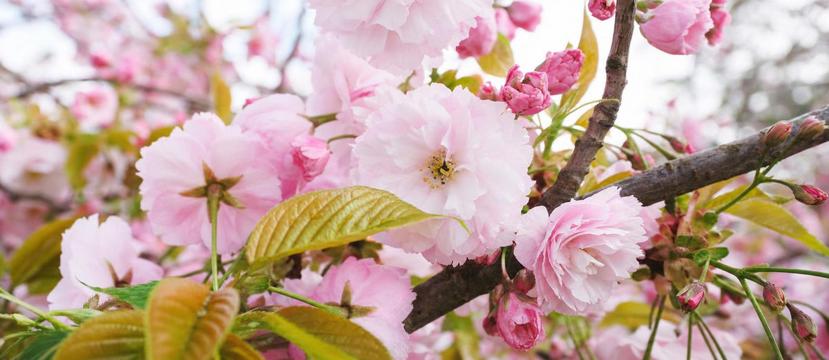 Snoeien de Japanse sierkers (Prunus)