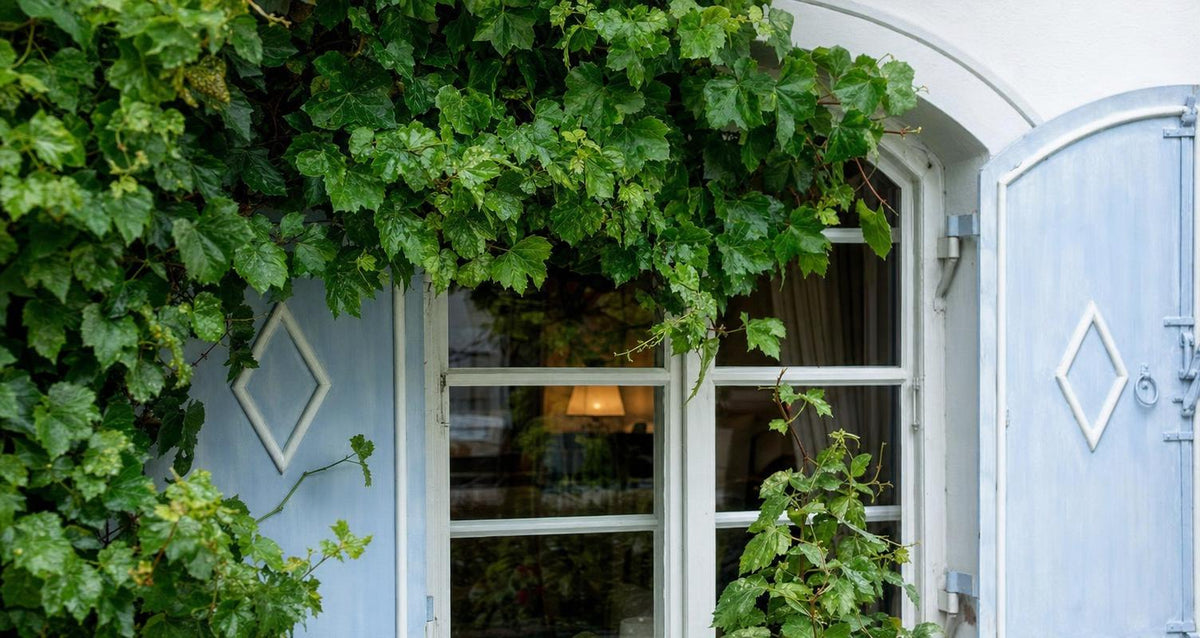 Zelfhechtende klimplanten: klimop (Hedera helix)