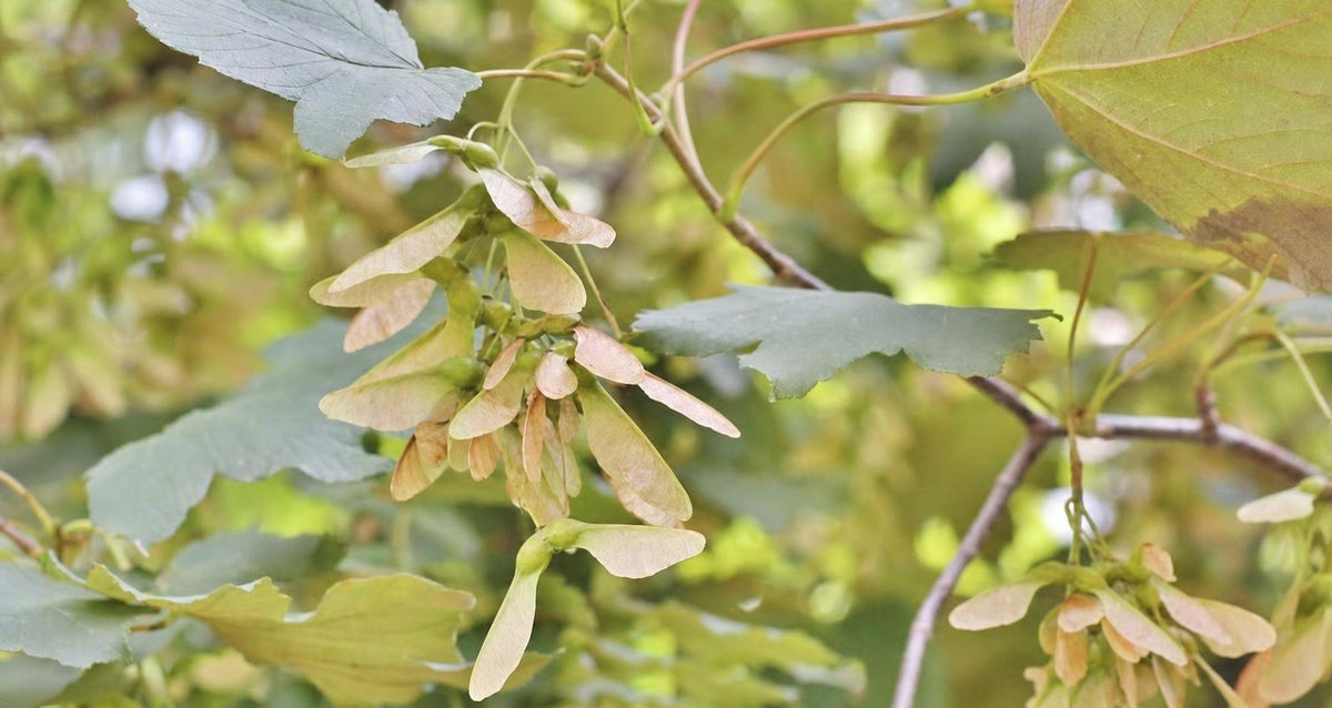 Snoeien de gewone esdoorn (Acer pseudoplatanus)