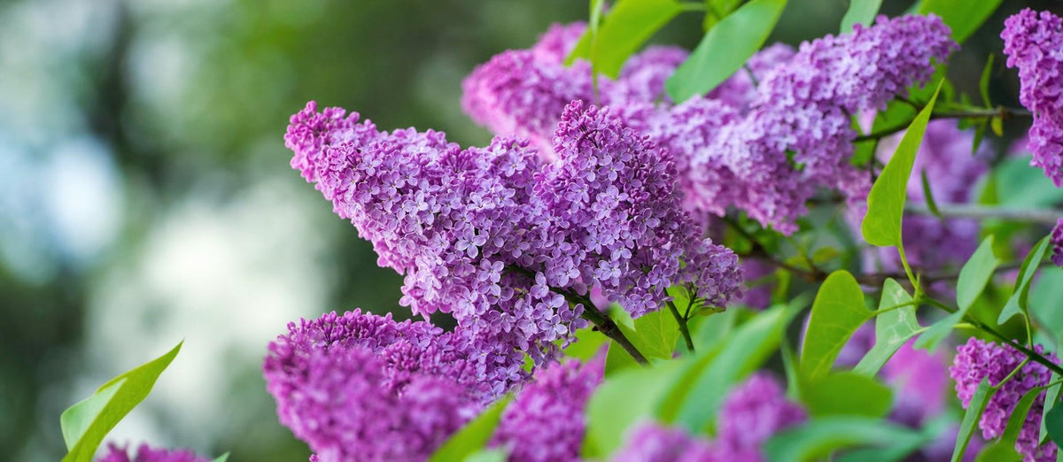 Snoeien de Sering (Syringa vulgaris)