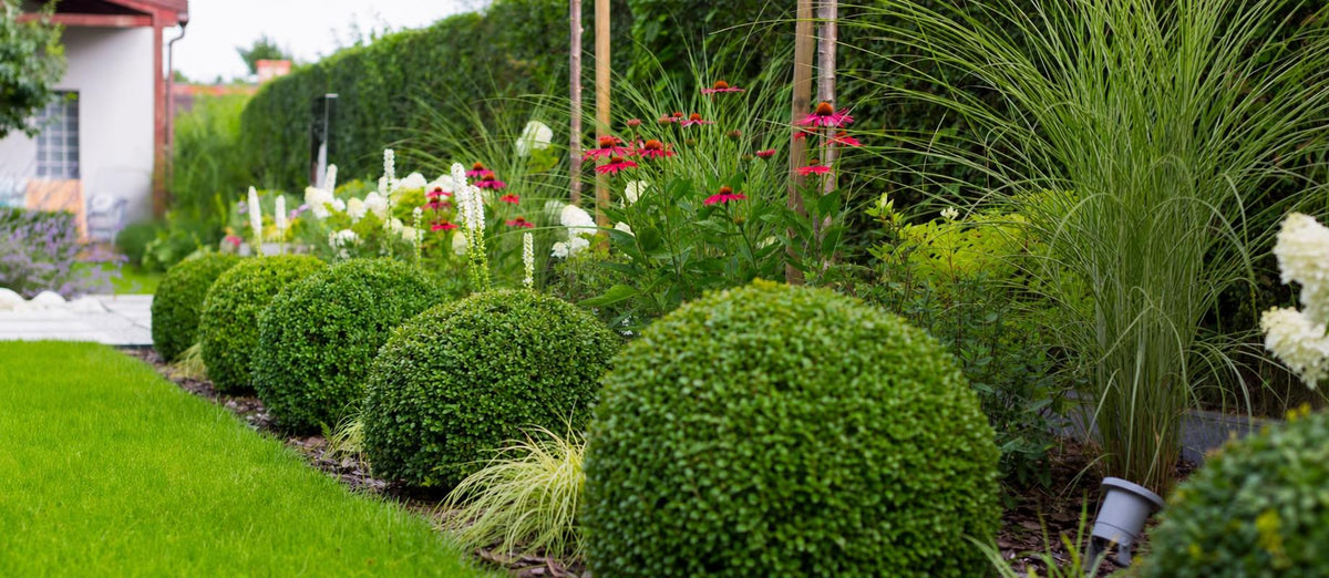 Planttips voor hagen