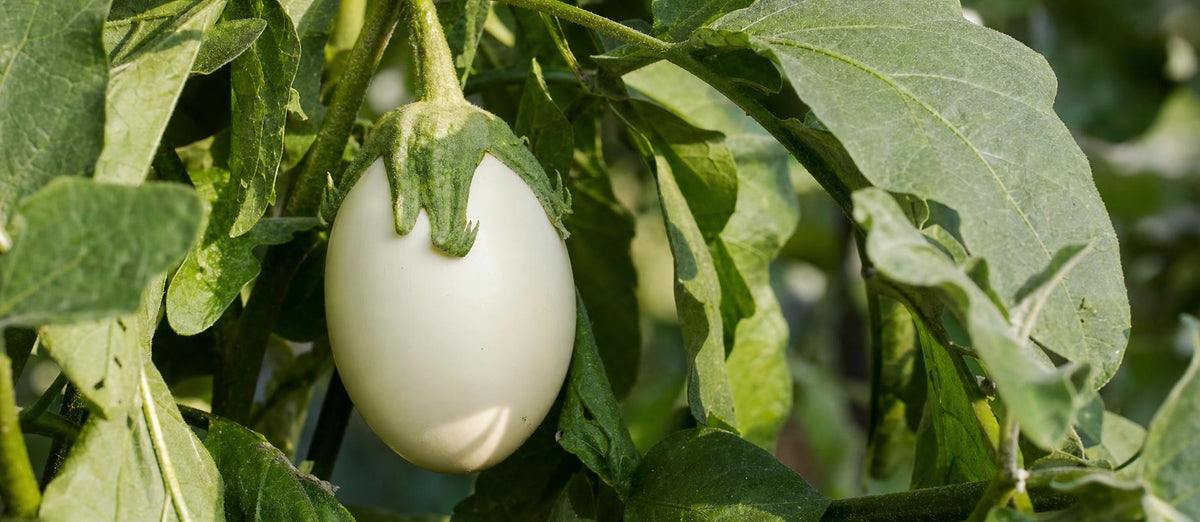 De wereld rond aan de hand van jouw planten