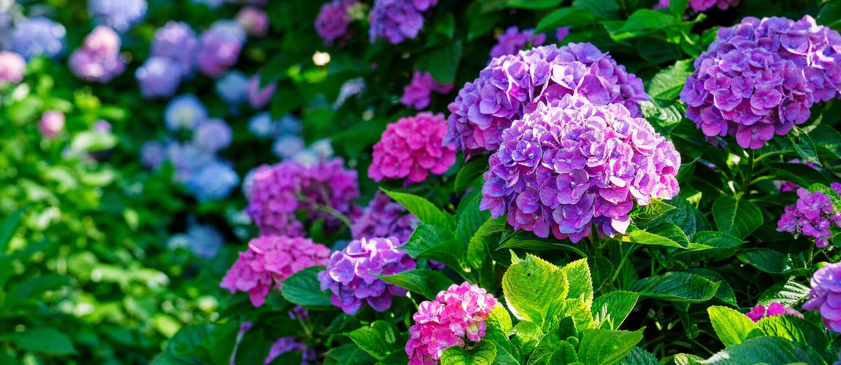 Hortensia's snoeien