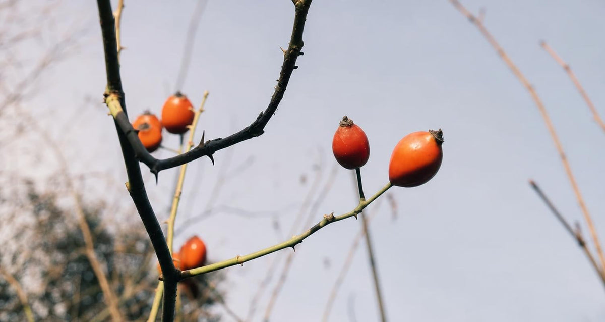 Snoeien de wilde takken bij rozen