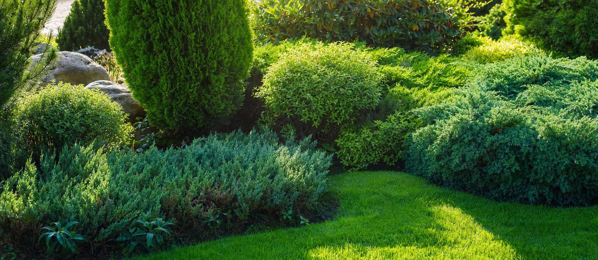 De groene basis van je tuin