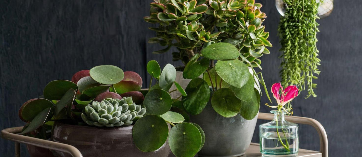 Meest kunstige kunstplanten
