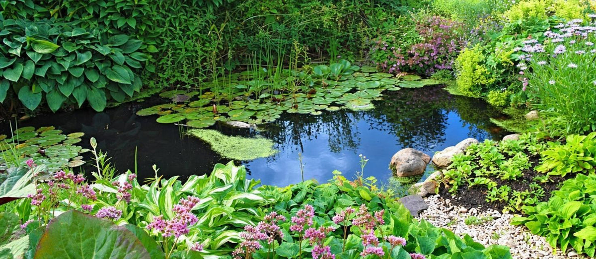 Vijverplanten snoeien