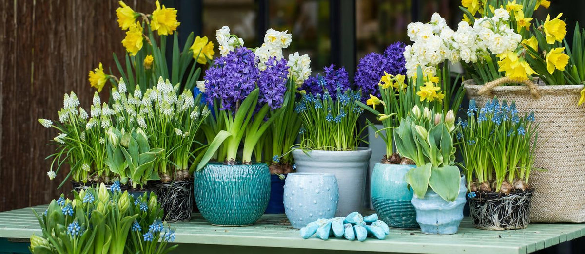 Bloembollen planten in pot