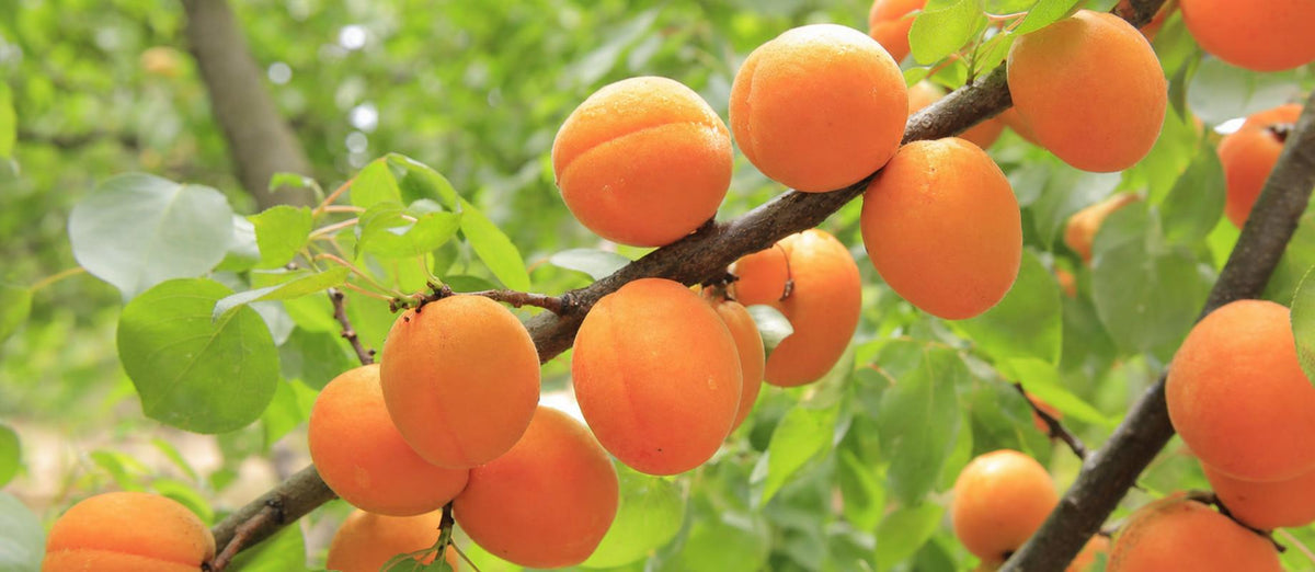 Snoeien de abrikoos (Prunus Armeniaca)