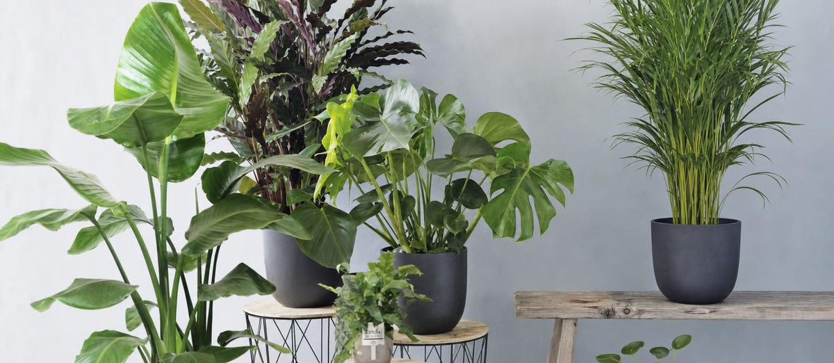 Top Kamerplanten