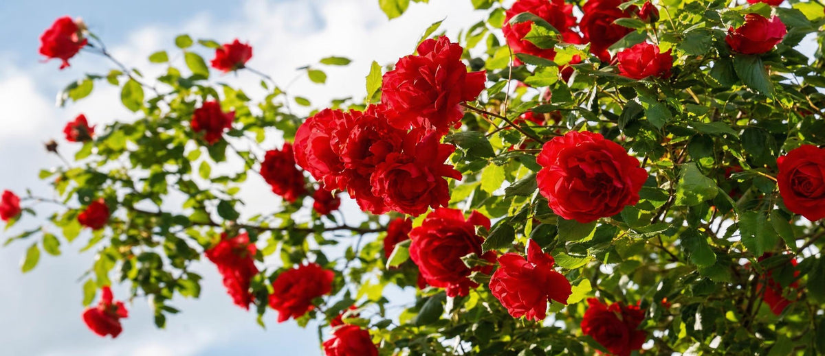 Rozen snoeien: hoe en wanneer?