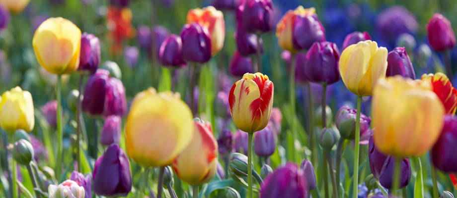 Tulpenbollen planten