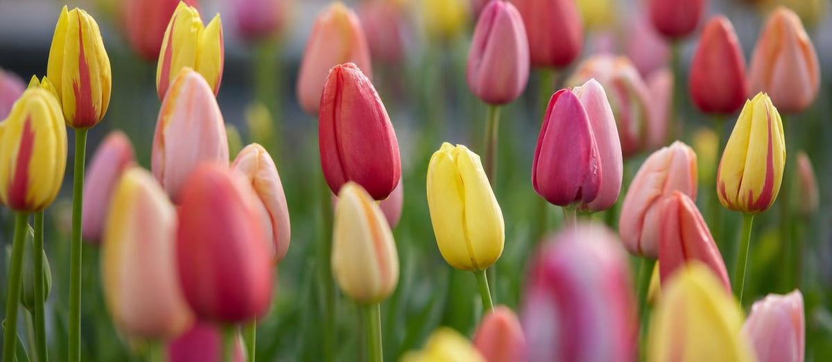 Alles wat je moet weten over tulpen