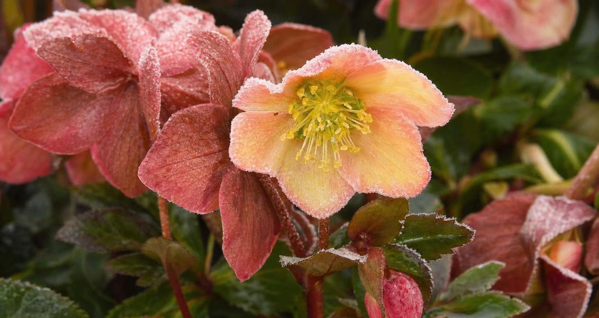Helleborus: de mooiste winterbloeier