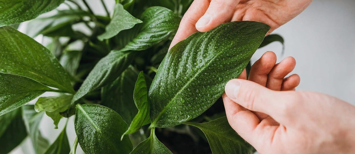 10 dingen die je nog niet wist over het verzorgen van je kamerplanten