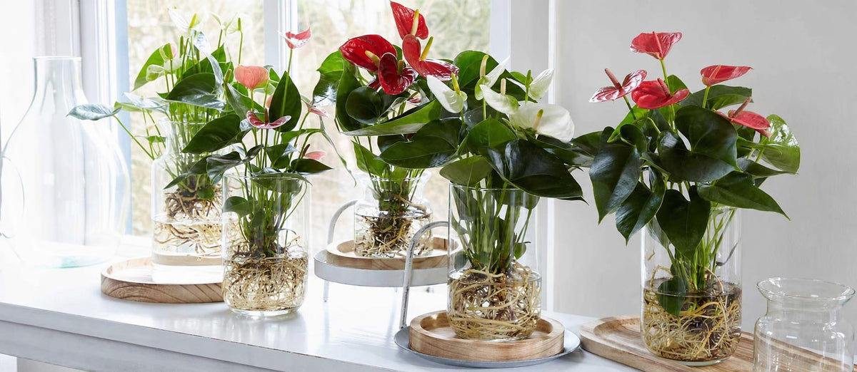 Anthurium op water: zo do je dat!