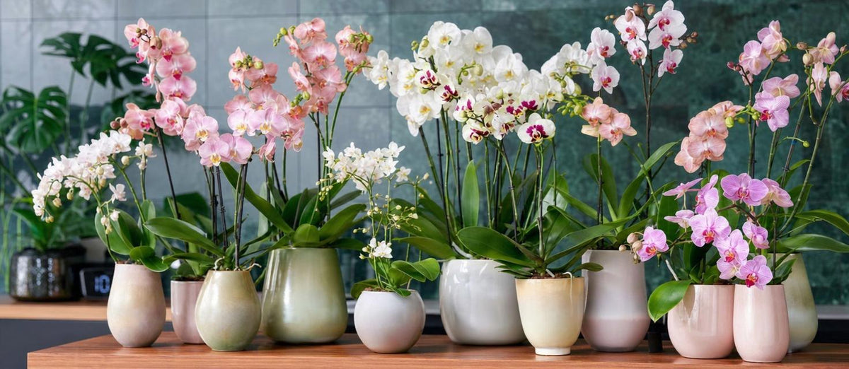 Orchideeën: de kleurrijke pracht van jouw huiskamer
