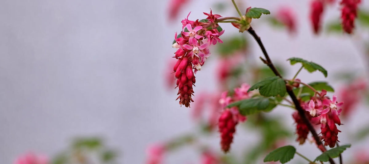 Snoeien de Ribes sanguineum