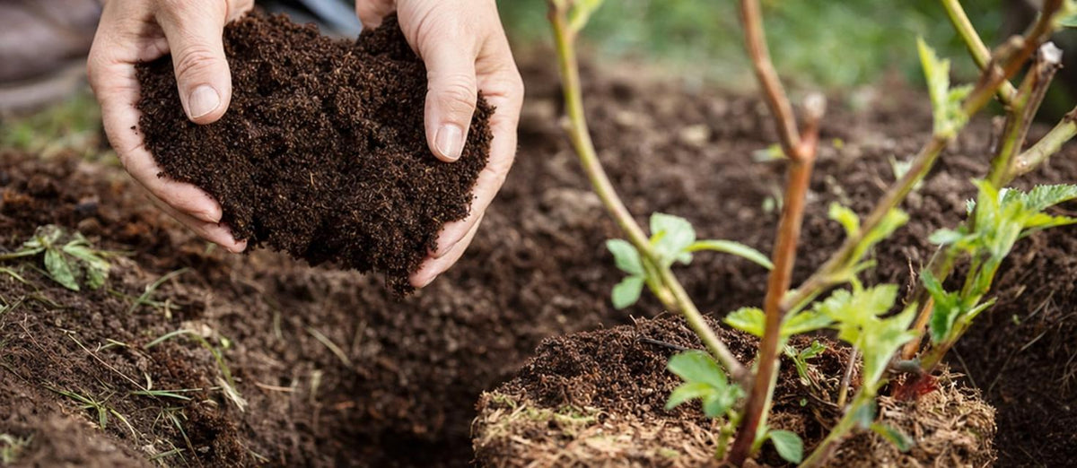 Potgrond, de basis voor jouw groen binnen en buiten