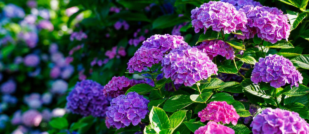 Hortensia’s in de spotlights