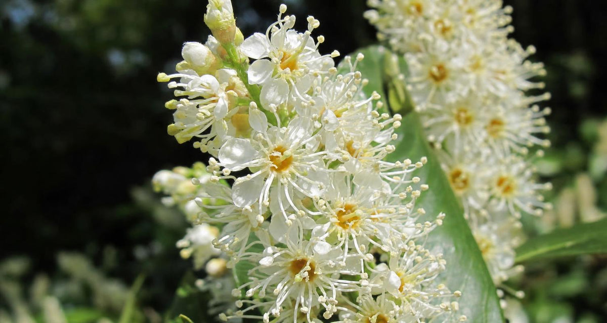 Snoeien de laurierkers (Prunus laurocerasus)
