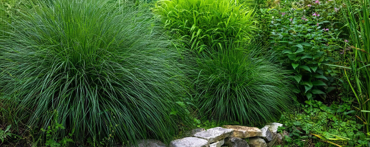 Siergrassen: een speels tafereel in de tuin