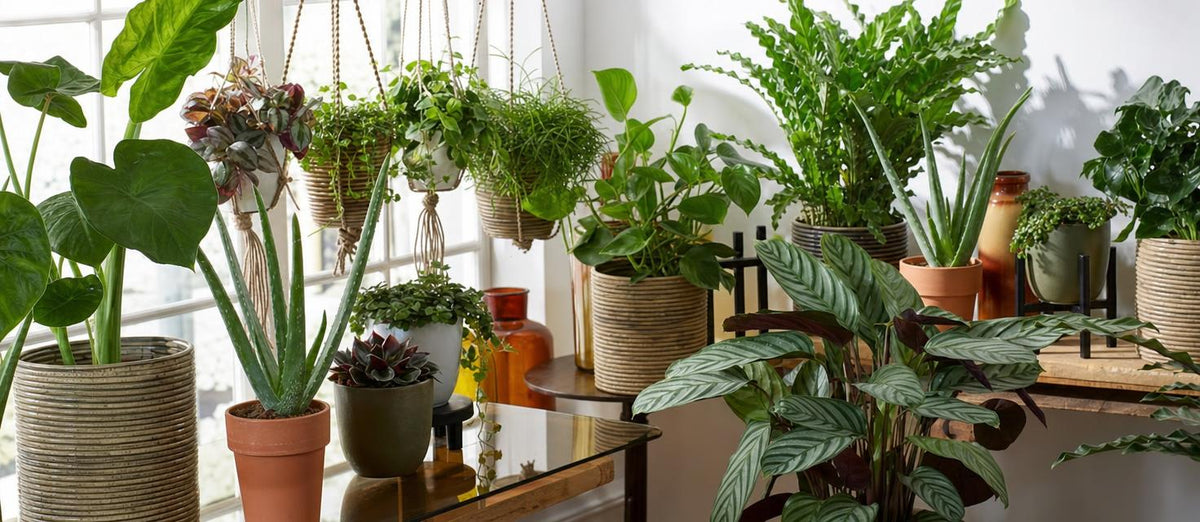Top 5 perfecte plant – pot combinaties