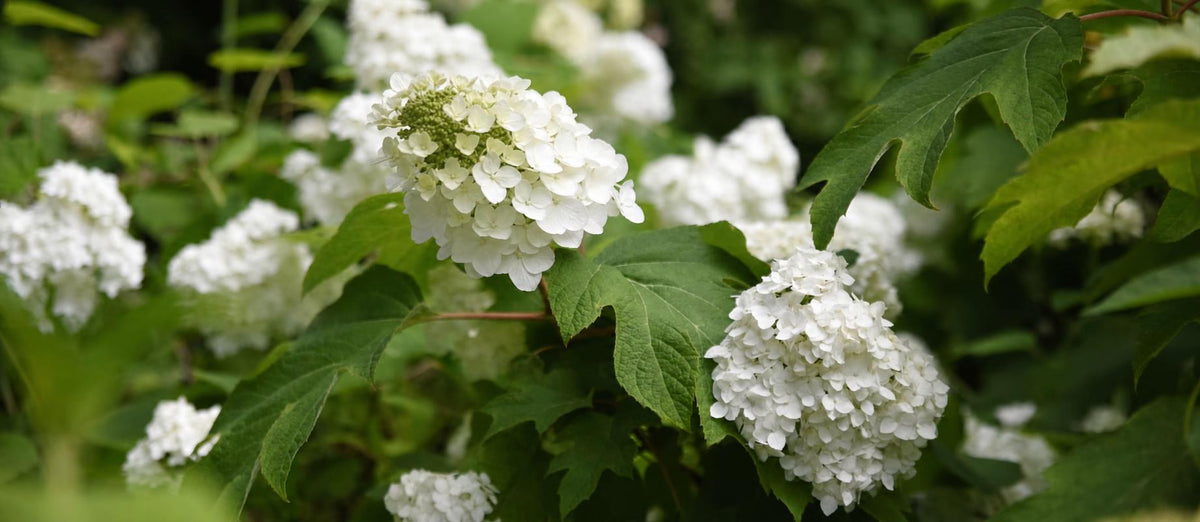 Snoeien de eikenbladhortensia