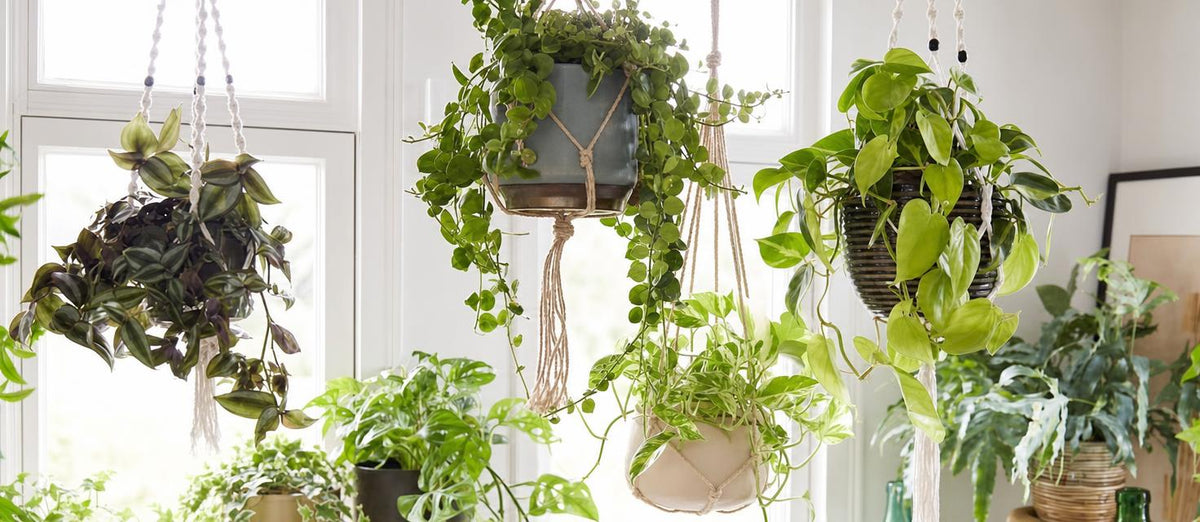 Hangplanten: de hipste groen trend