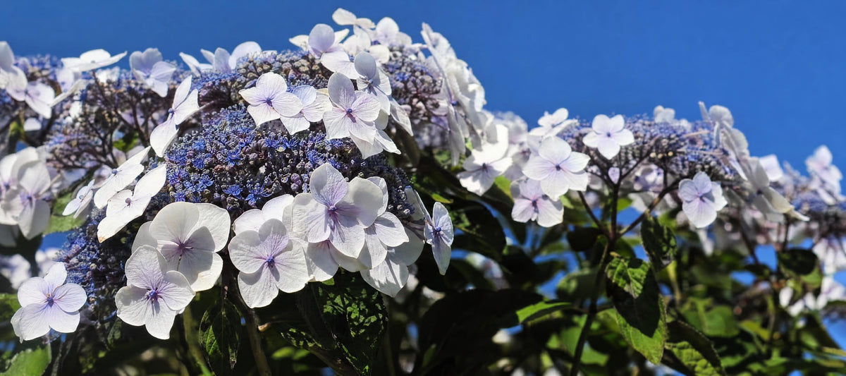 Snoeien de fluweelhortensia