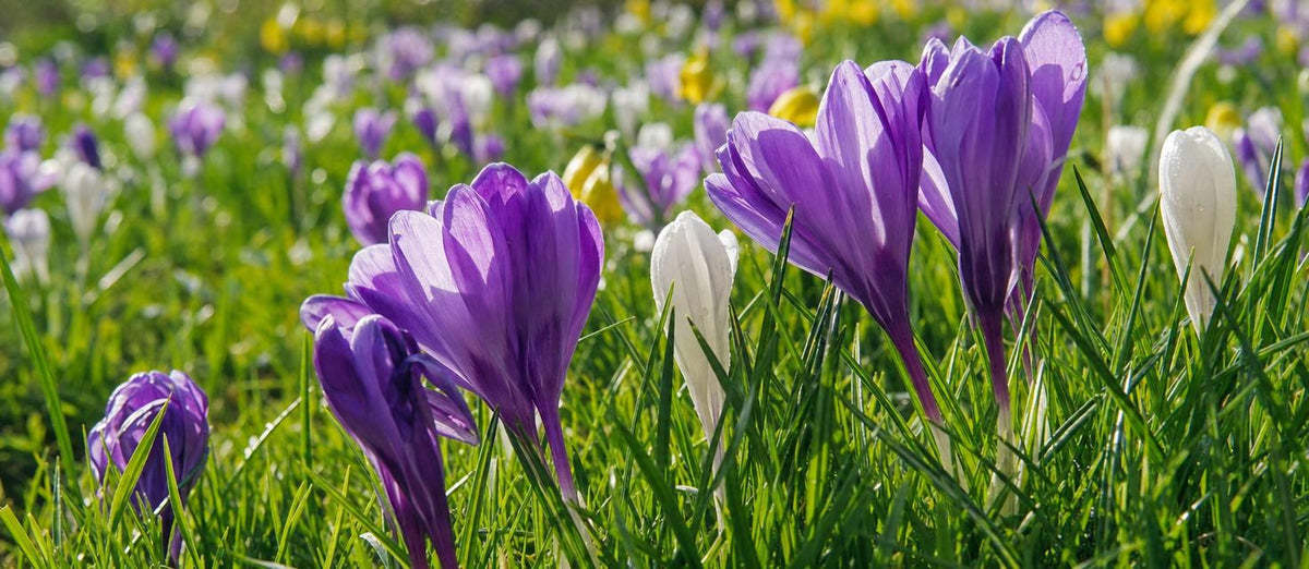 Voorjaarskoorts start met de krokus