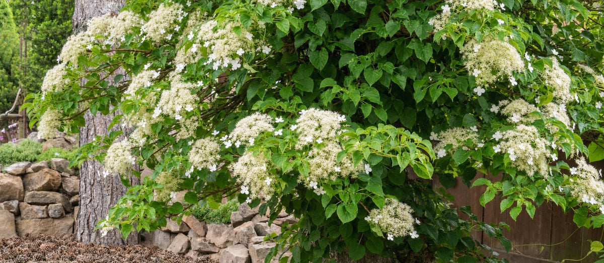 Klimhortensia: makkelijk en mooi