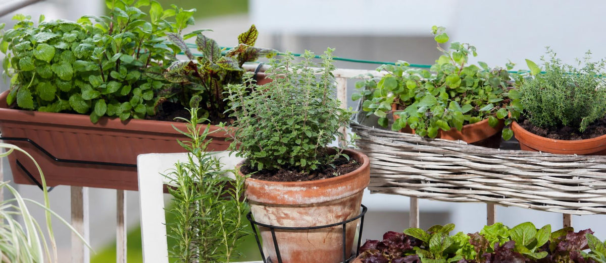 Urban gardening