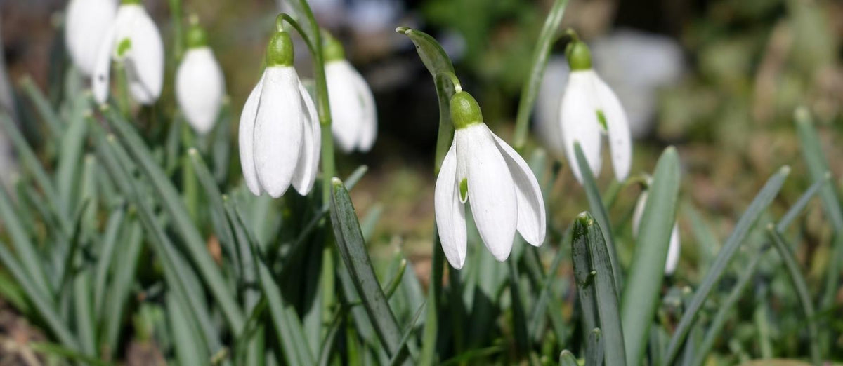 Het verwilderen van bloembollen en planten