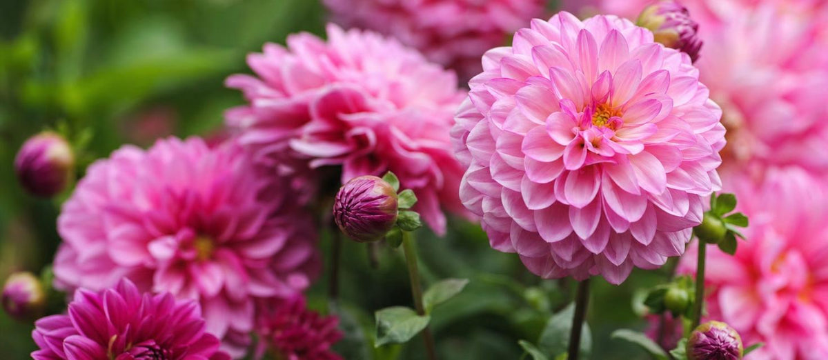 Biologische planten en bloembollen